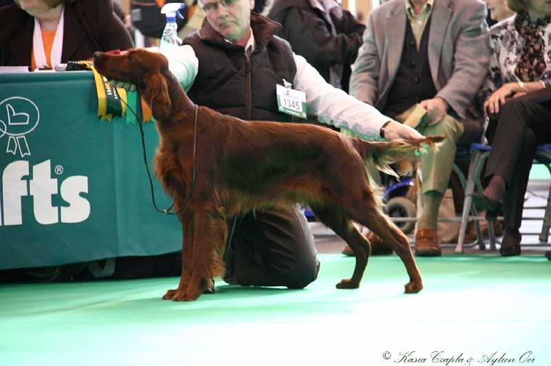 Crufts2011 100.jpg